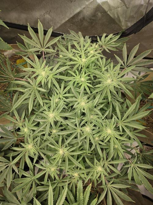 5 x 5 Jan 2026. Week 14 - Cheese 🧀 Dip 