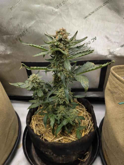 5 x 5 Jan 2026. Week 14 - Moonberry pie 🥧 auto 
