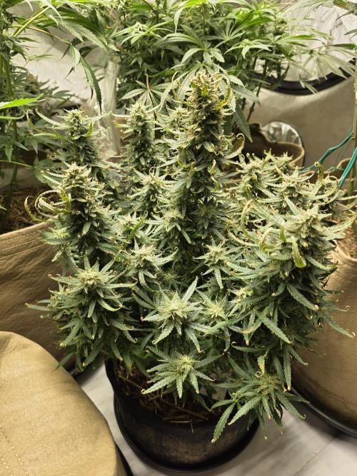 5 x 5 Jan 2026. Week 14 - Cherry 🍒 cheesecake Auto 