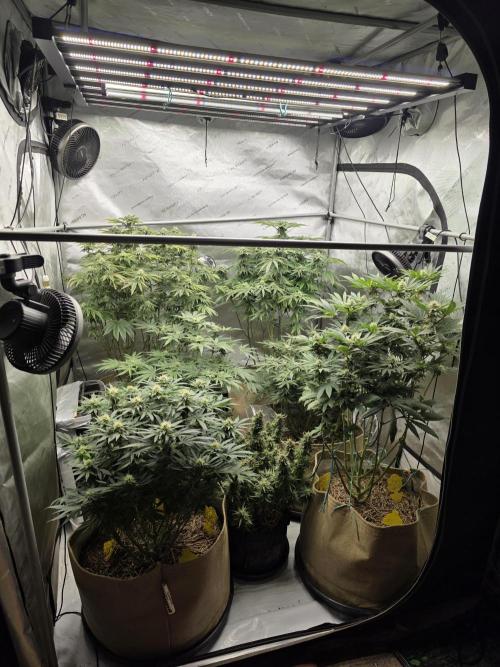 5 x 5 Jan 2026. Week 15 - Week 6 of flower 🌼 whole tent 