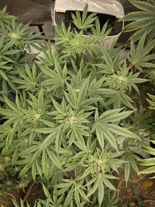 5 x 5 Jan 2026. Week 15 - Canna Alien 👽 