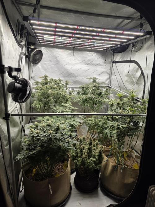 5 x 5 Jan 2026. Week 16 - Whole tent week 7 of flower 🌼 