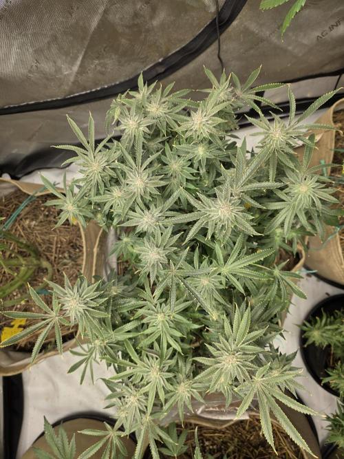 5 x 5 Jan 2026. Week 16 - Cheese 🧀 dip 