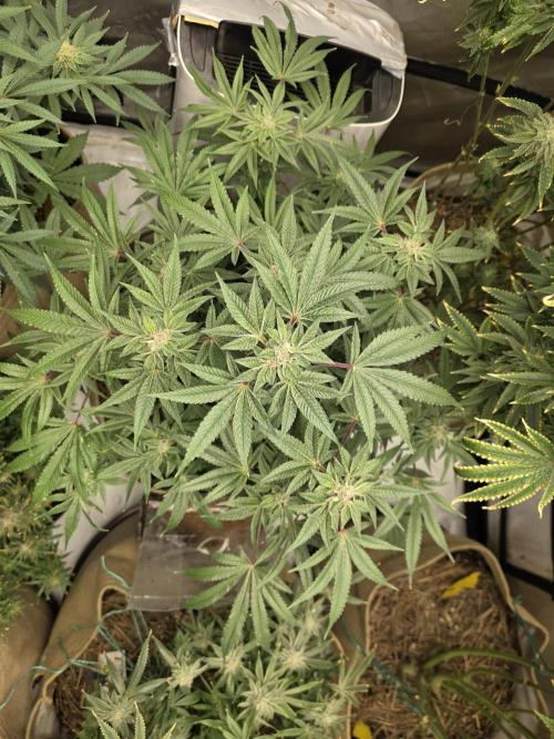 5 x 5 Jan 2026. Week 16 - Canna Alien 👽 