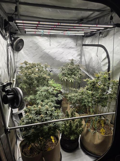 5 x 5 Jan 2026. Week 17 - Whole tent week 8 of flower 🌼 