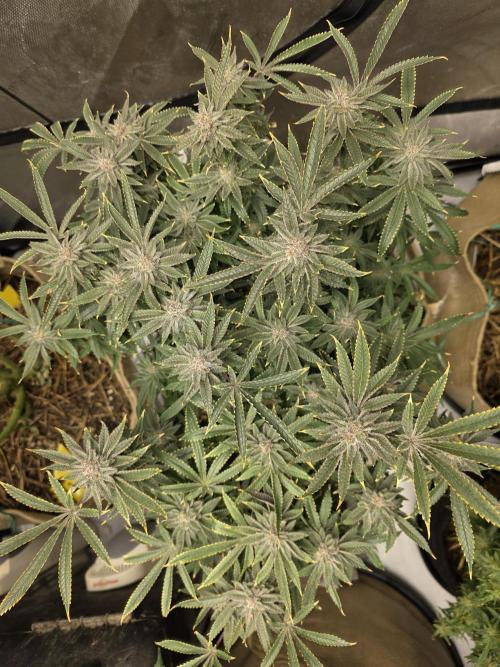 5 x 5 Jan 2026. Week 17 - Cheese 🧀 Dip 
