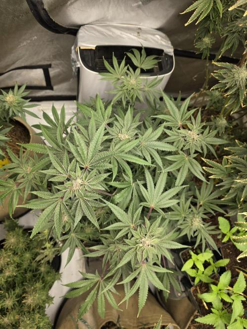 5 x 5 Jan 2026. Week 17 - Canna Alien 👽 