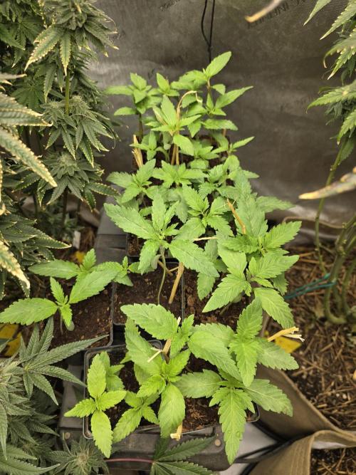 5 x 5 Jan 2026. Week 17 - These are a bunch of regs, being sexed for the next round of growing.