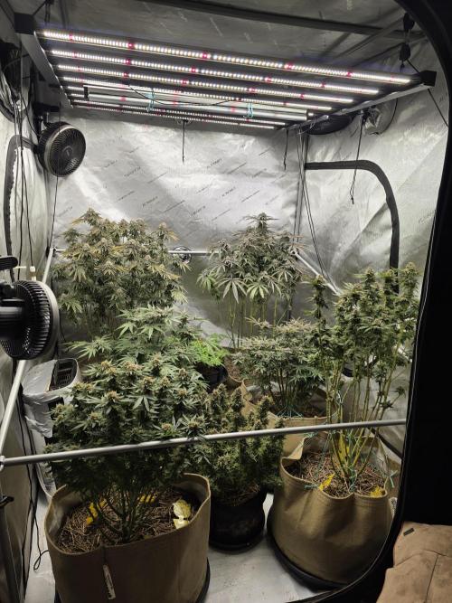 5 x 5 Jan 2026. Week 18 - Whole tent week 9 of flower 🌼 