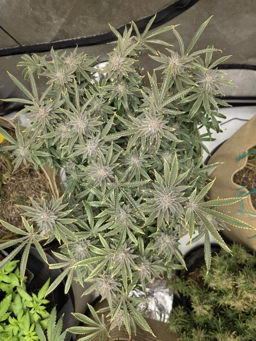 5 x 5 Jan 2026. Week 18 - Cheese 🧀 Dip 