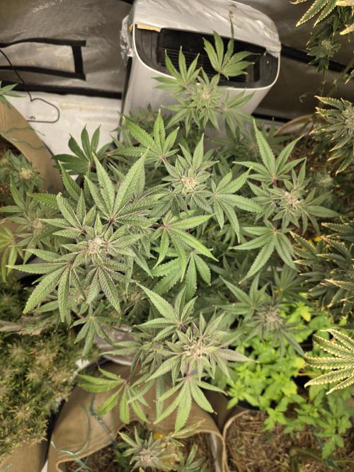 5 x 5 Jan 2026. Week 18 - Canna Alien 