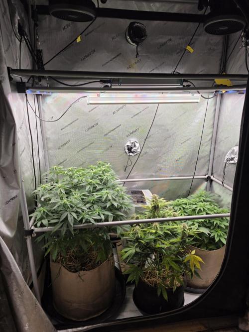 2 x 4 Jan 2026. Week 8 - 2 x 4 week 2 of flower 🌼 