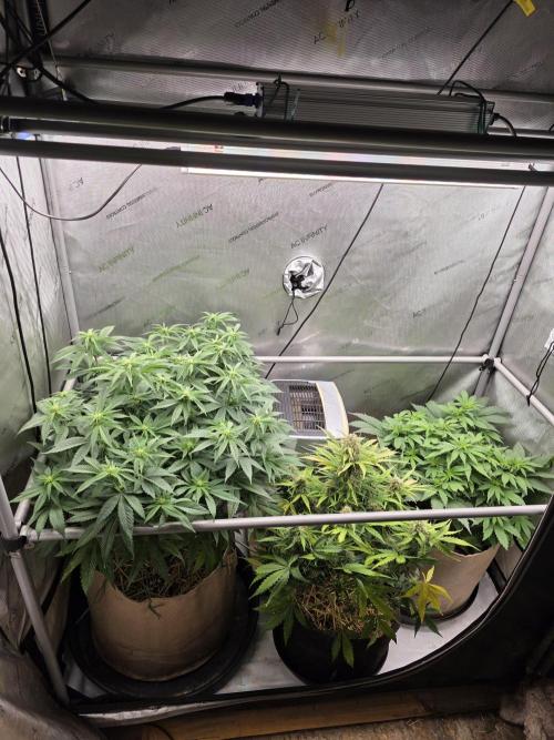2 x 4 Jan 2026. Week 8 - Whole tent 