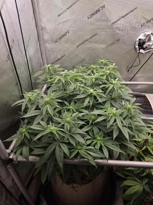 2 x 4 Jan 2026. Week 8 - Hell Berry OG 