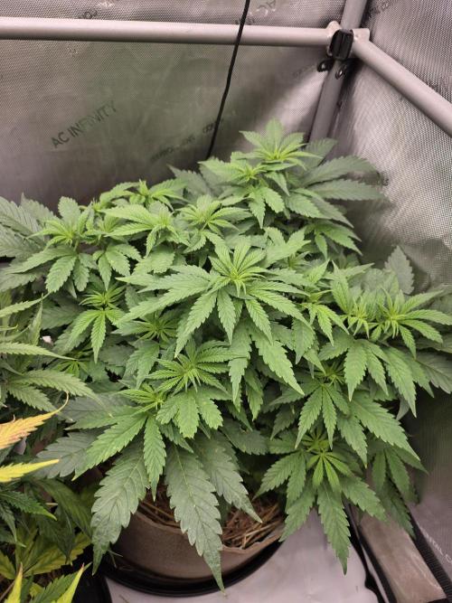 2 x 4 Jan 2026. Week 8 - Crypt Cookies 🍪 