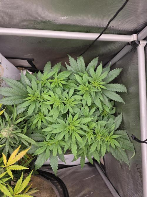 2 x 4 Jan 2026. Week 8 - From above