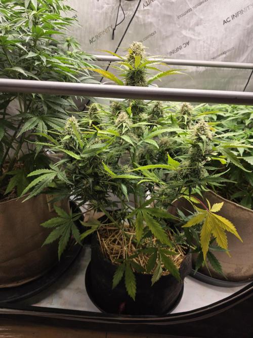 2 x 4 Jan 2026. Week 8 - Pink Apple 🍎 Soda 