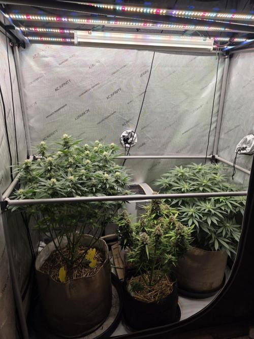 2 x 4 Jan 2026. Week 10 - 2 x 4 week 4 of flower 🌼 