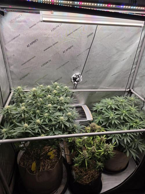 2 x 4 Jan 2026. Week 10 - Whole tent 