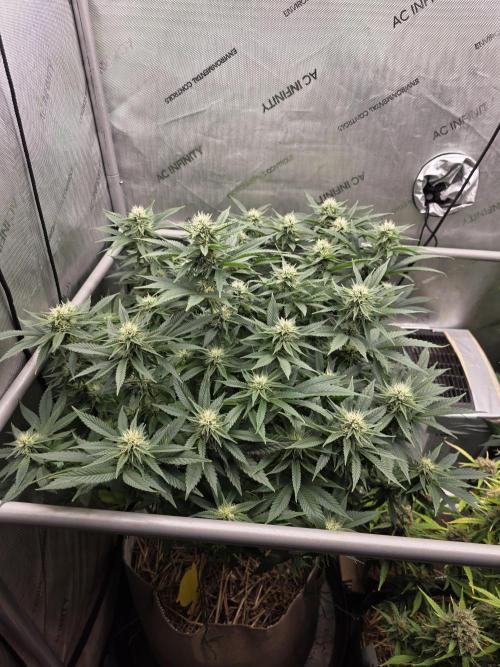 2 x 4 Jan 2026. Week 10 - Hell Berry OG 