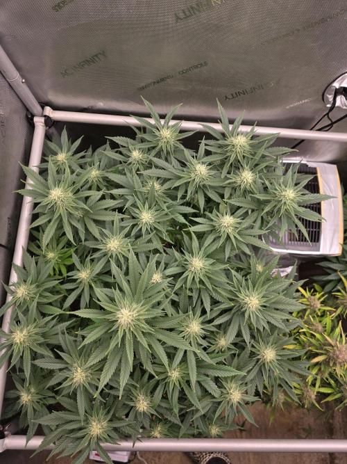 2 x 4 Jan 2026. Week 10 - Hell Berry OG 