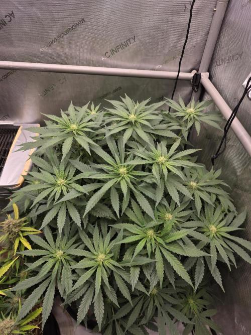 2 x 4 Jan 2026. Week 10 - Crypt Cookies 🍪 