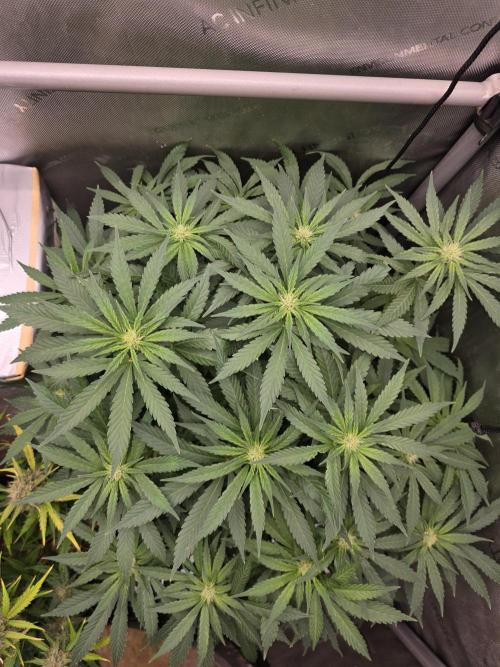 2 x 4 Jan 2026. Week 10 - Crypt Cookies 🍪 