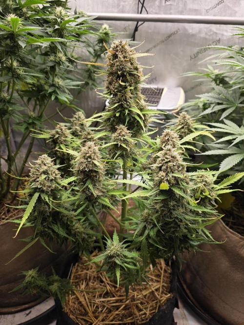 2 x 4 Jan 2026. Week 10 - Pink Apple 🍎 Soda 