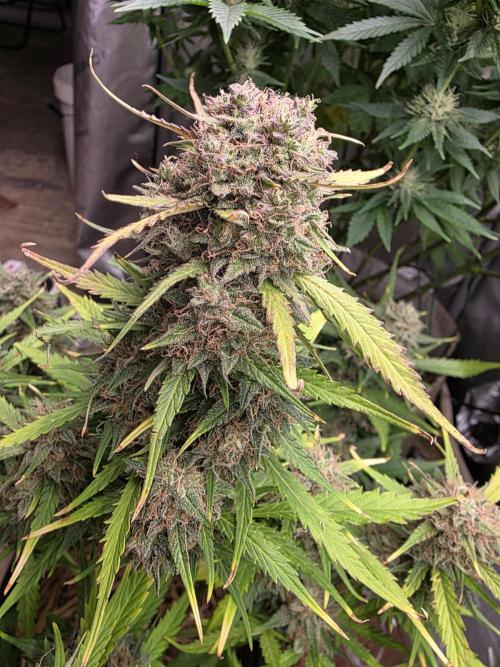2 x 4 Jan 2026. Week 10 - Pink Apple soda 