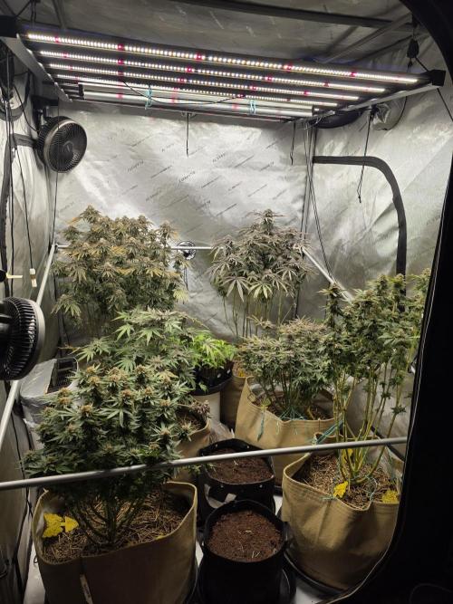 5 x 5 Jan 2026. Week 19 - 5 x 5 week 10 of flower 🌼 