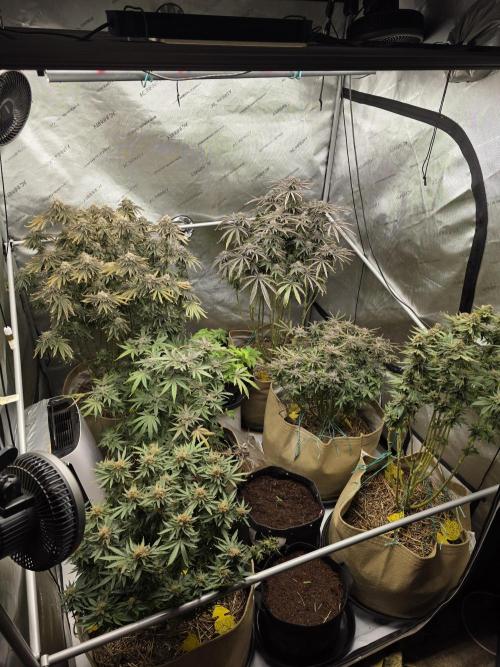 5 x 5 Jan 2026. Week 19 - Whole tent wk10 of flower