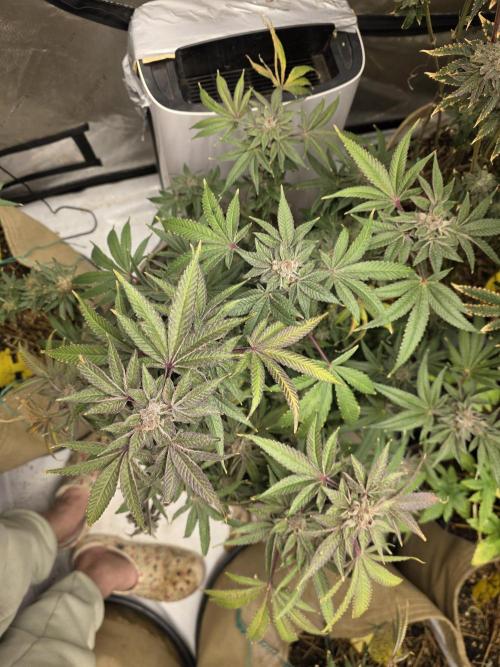 5 x 5 Jan 2026. Week 19 - Canna Alien 👽 