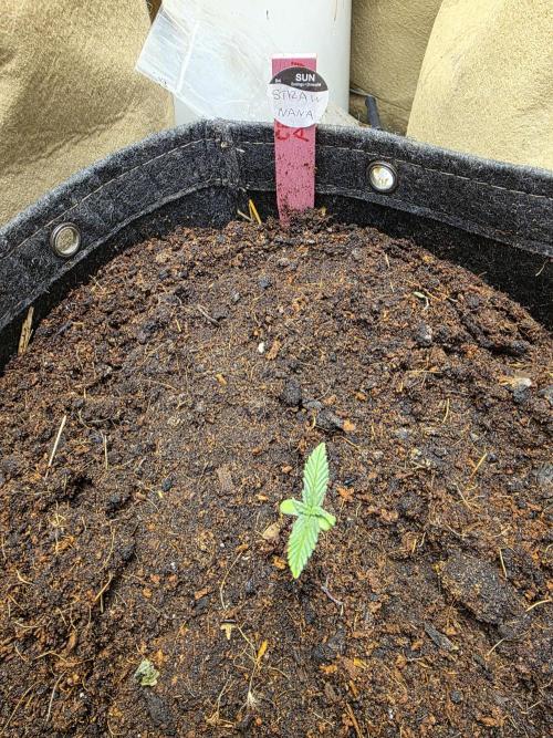 5 x 5 Jan 2026. Week 19 - Straw nana auto 