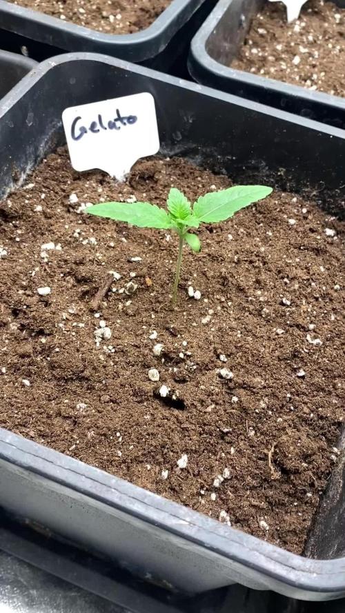 Izi Seeds