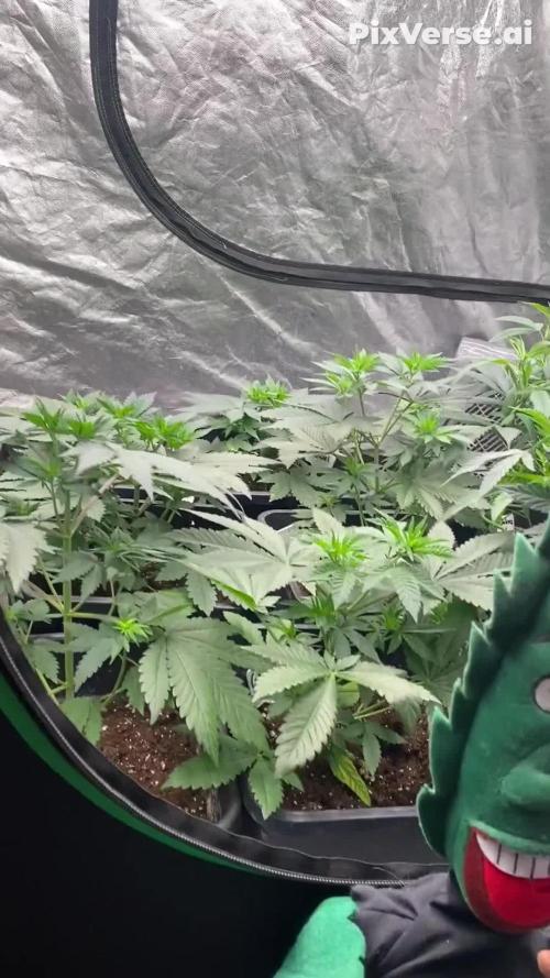 Izi Seeds