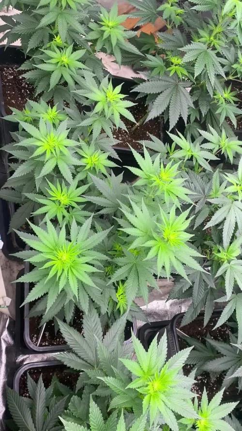Izi Seeds