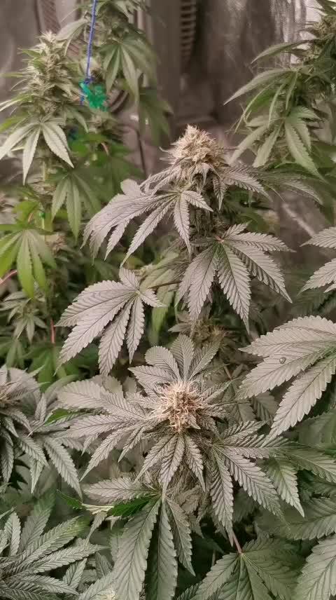 Izi Seeds