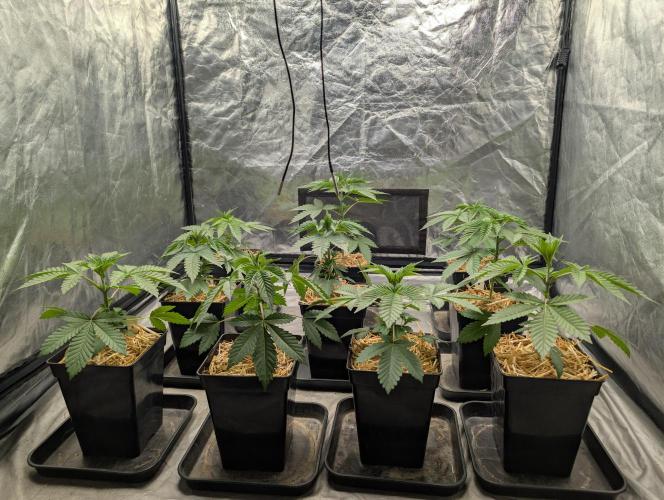 Robin Hood Seeds. Week 3