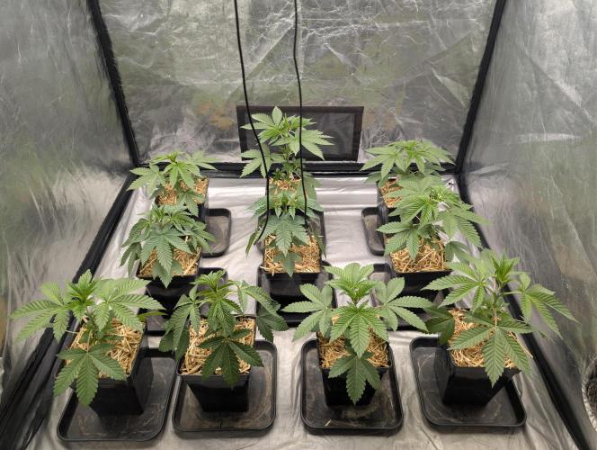 Robin Hood Seeds. Week 3