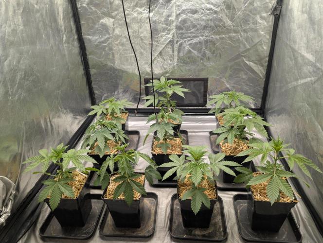 Robin Hood Seeds. Week 3