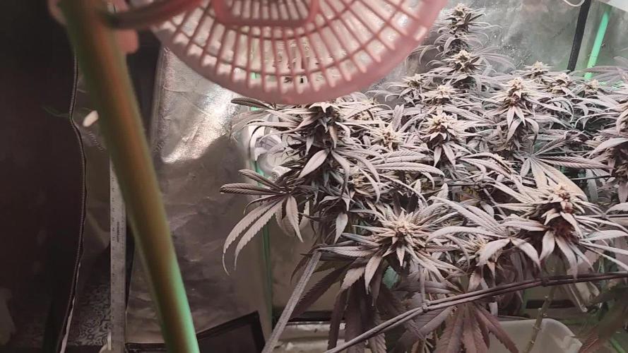Bruce Banner X Nana