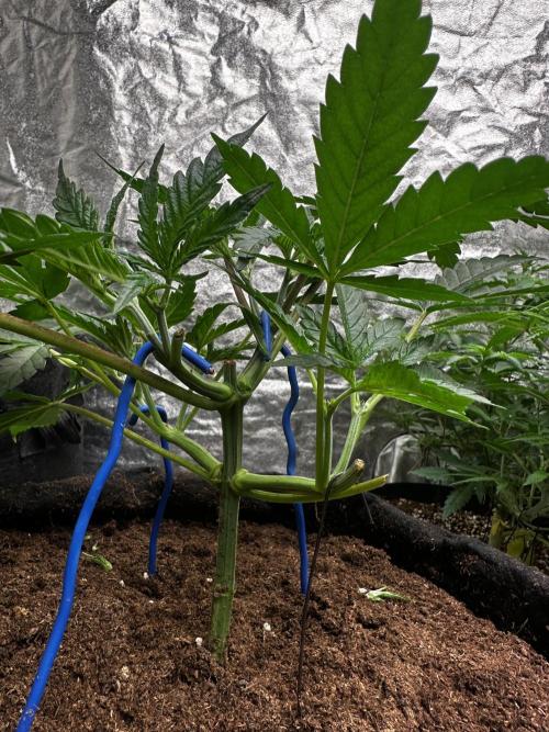 Hulk OG genetics fem. Week 2