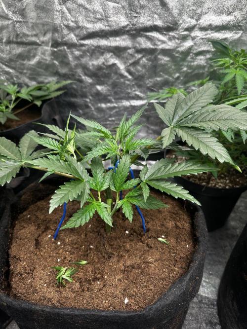 Hulk OG genetics fem. Week 2