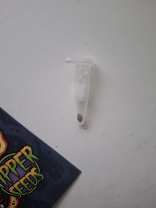 Do-G Ripper seeds. Week 0