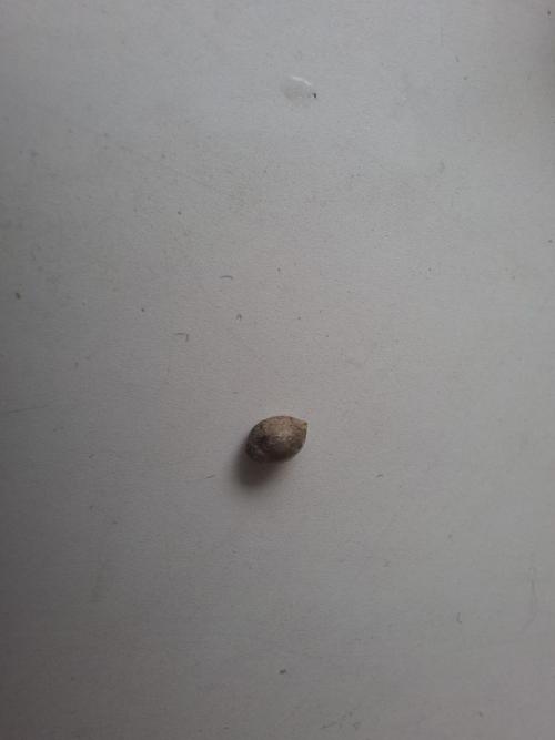 Do-G Ripper seeds. Week 0