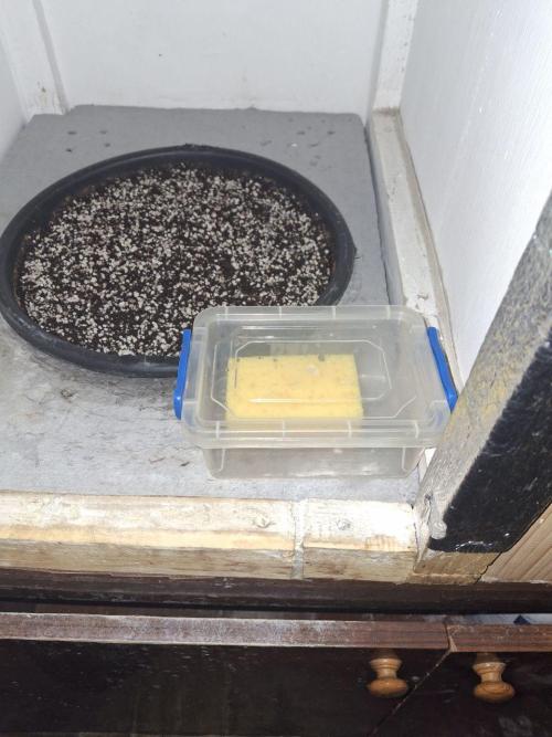 Do-G Ripper seeds. Week 0