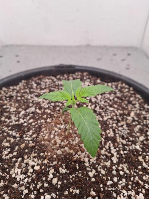 Do-G Ripper seeds. Week 1 - Day 11. The power is back on, the plant seems to have survived it fine, so we're
