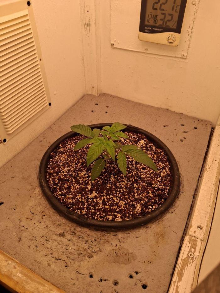 Do-G Ripper seeds. Week 3 - Day 17