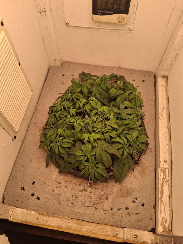 Do-G Ripper seeds. Week 6 - Day 40