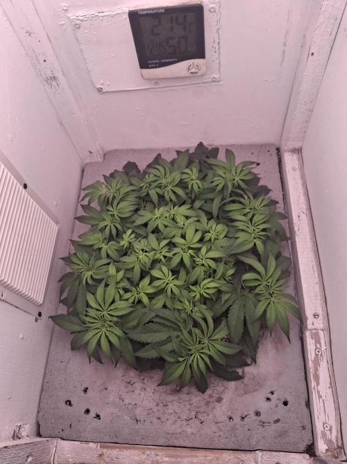 Do-G Ripper seeds. Week 7 - 5 day 12/12